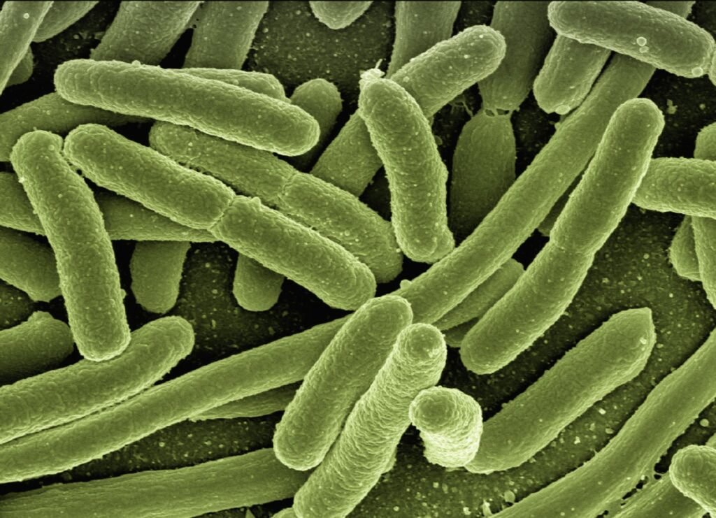 Parasite Infections