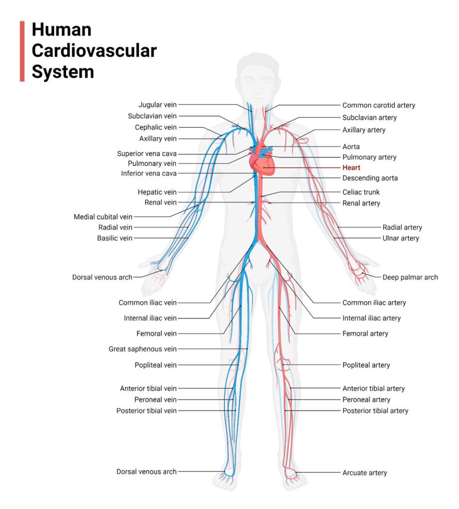 Cardiovascular
